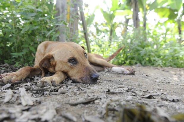 Animal se recuperou e foi encaminhado para adoção Foto: Rodrigo Philipps / Agencia RBS