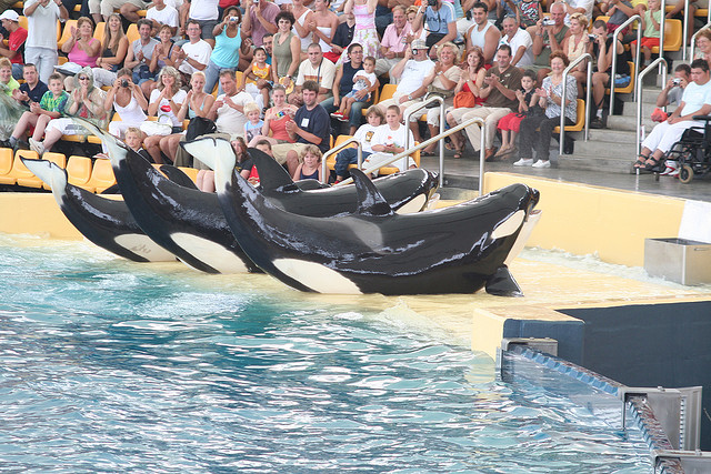 Orcas no Loro Parque (Foto: Flickr)