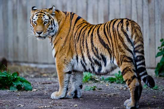 tigre