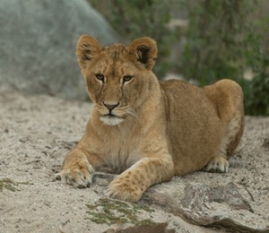 Uma das duas leoas do Zoológico de Copenhagen (Foto: Divulgação / Zoológico de Copenhagen)