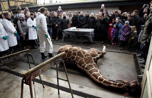 Há mais de um mês, visitantes do Zoo de Copenhagen puderam assistir à necrópsia e desmembramento da girafa Marius (Foto: AP Photo/POLFOTO, Peter Hove Olesen)