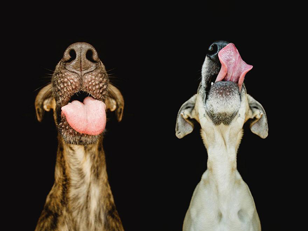 dog-portrait-photography-elke-vogelsang-6