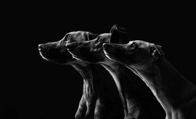 dog-portrait-photography-elke-vogelsang-11