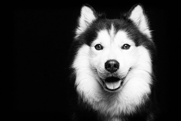 dog-portrait-photography-elke-vogelsang-12