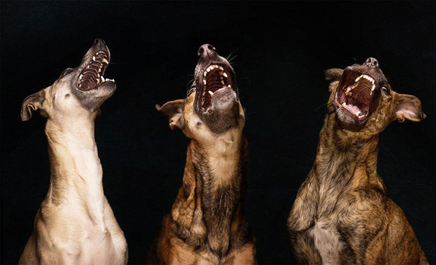 dog-portrait-photography-elke-vogelsang-27