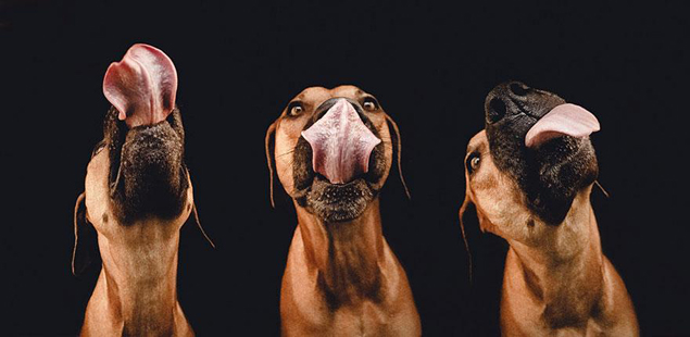 dog-portrait-photography-elke-vogelsang-24