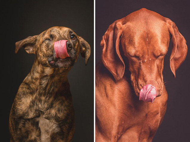 dog-portrait-photography-elke-vogelsang-23