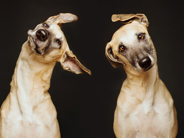 dog-portrait-photography-elke-vogelsang-28