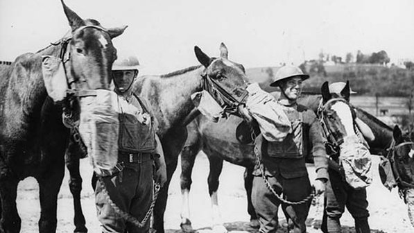 Máscaras de gás para cavalos (Foto: Reprodução)