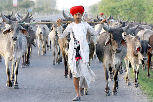 A Rajasthani shepherd searches for greener pastures