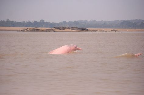 Boto-vermelho ou boto-cor-de-rosa é uma espécie ameaçada (Divulgação/ INPA)