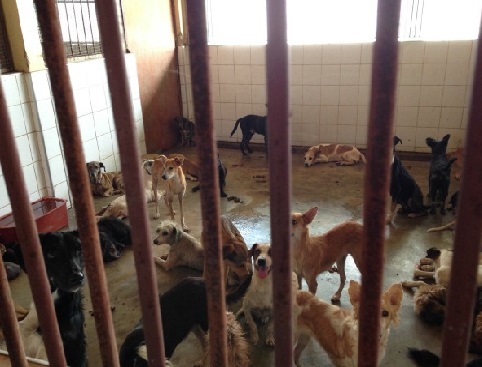 Visita surpresa ao CCZ flagra abandono de animais (Foto: OAB-CE)