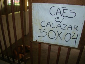 Visita surpresa ao CCZ flagra abandono de animais. (Foto: OAB-CE)