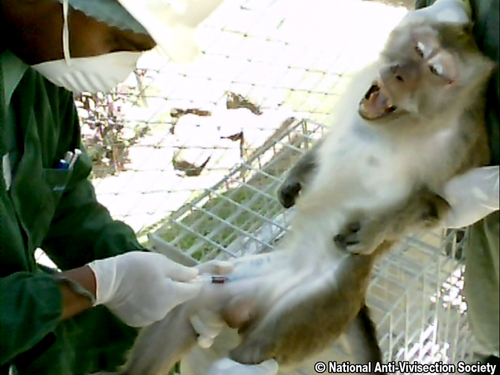 Impotente: um macaco macho sedado tem sangue tirado de sua coxa.