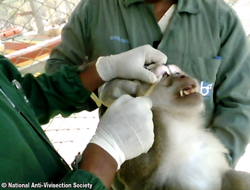 Um macaco adulto passando por um teste de tuberculose, em que uma agulha é inserida em sua pálpebra. As fotos foram tiradas em uma fazenda que fornece animais para experimentos em laboratórios do Reino Unido.