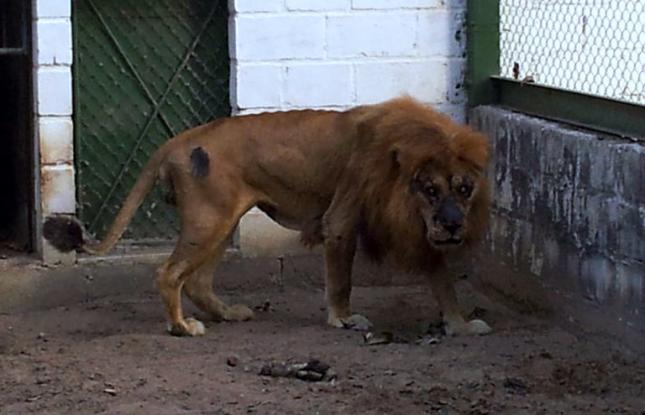 Juba em lugar provisório do Ibama, antes de ser transferido para Mata Ciliar 