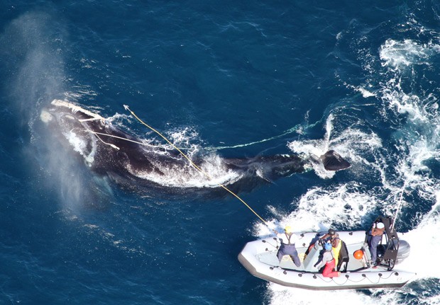  (Foto: AP Photo/Florida Fish and Wildlife Conservation Commission/Georgia Department of Natural Resources)