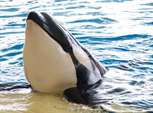 Orca (Foto: Marino Carlos)