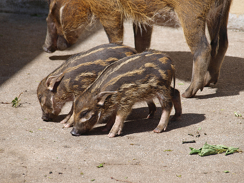 Red River Hogs (Foto: Nigel Swales)