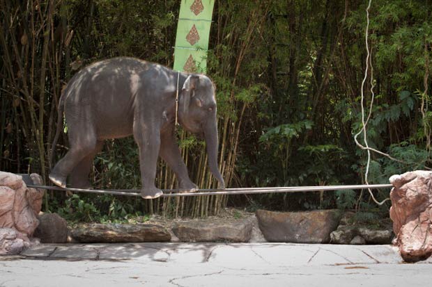 Elefante se equilibra em corda bamba