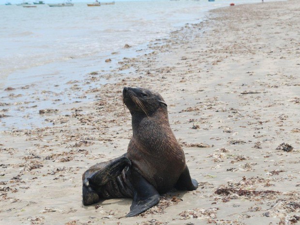 Lobo-marinho é encontrado em Cumuruxatiba, no sul da Bahia (Foto: Instituto Baleia Jubarte/Divulgação)