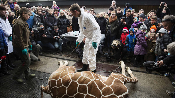 A necropsia foi feita na frente dos visitantes do zoológico (Foto: Keld Navntoft/Scanpix Denmark/Reuters)