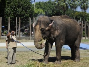 Proposta proíbe uso de animais, como os elefantes, em circos (Foto: Divulgação)