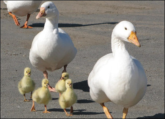 Foto: Occupy for Animals