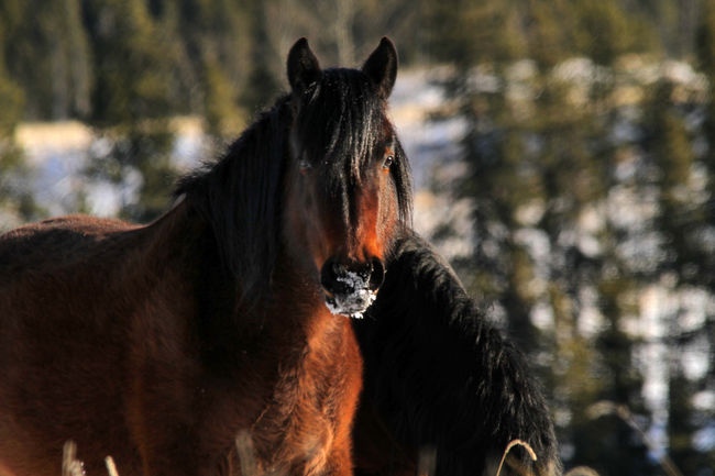 Cavalos selvagens gordos e peludos na beira do rio Red Deer em Alberta (Foto: Mike Drew/Calgary Sun) 