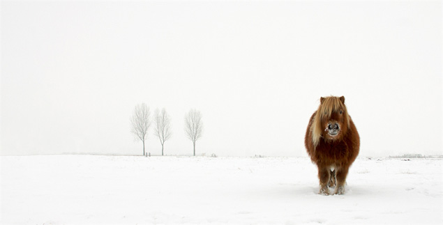 O Pônei com Frio por Gert van den Bosch (Holanda)