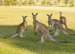 Cangurus Eastern Grey, os mais adaptáveis e comuns da Austrália. (Foto: Souther Stock/Getty)