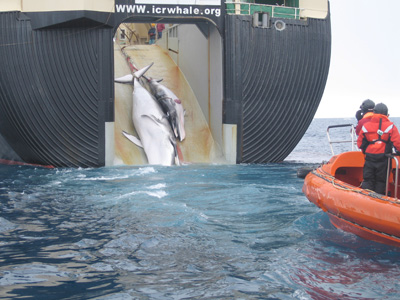 Navio-fábrica da frota baleeira japonesa, o Nisshin Maru, é responsável pelo processamento de todas as baleias caçadas no Oceano Antártico