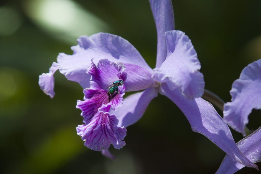 Orquídea: uma das espécies sob o risco de extinção