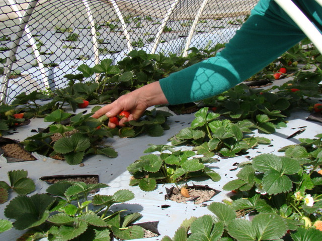 Produção Agroecológica de morangos em Capão do Leão. Foto Cíntia Barenho/CEA