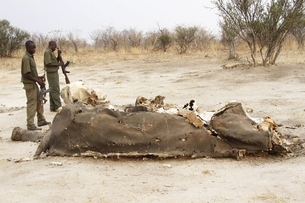 Foto de 29 de setembro mostra carcaça de elefante, morto por envenenamento no Parque Nacional Hwange. (Foto: AP Photo)