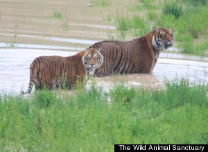 Foto: Colorado Wild Animal Sanctuary/Huffington Post 