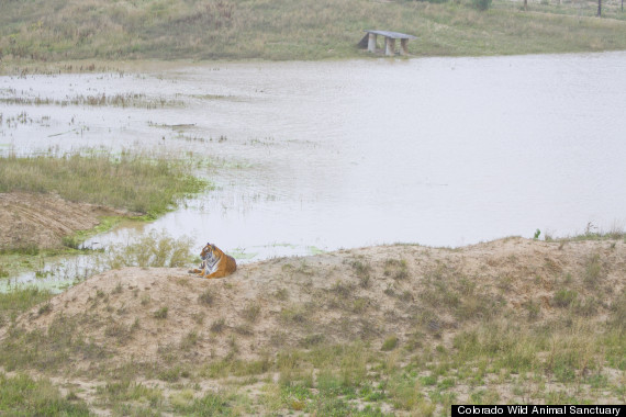 Tigre examina planícies recém-inundadas. Foto: Colorado Wild Animal Sanctuary/Huffington Post 