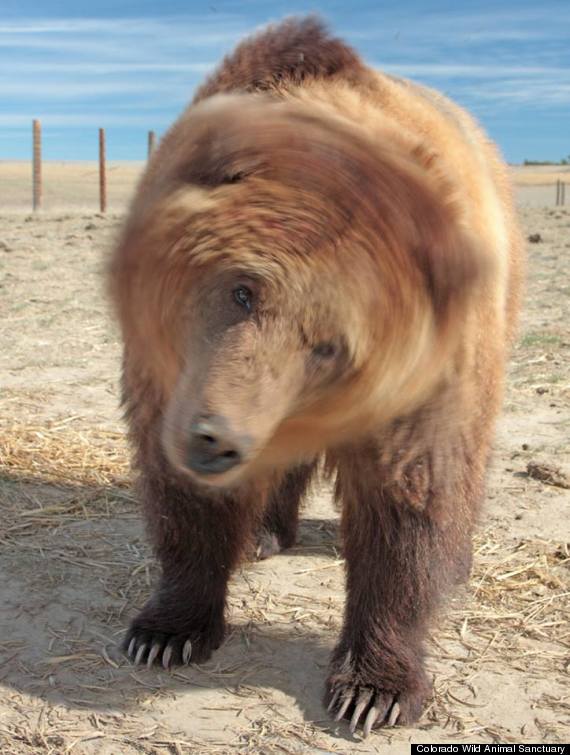 Ursa Natasha. Foto: Colorado Wild Animal Sanctuary/Huffington Post