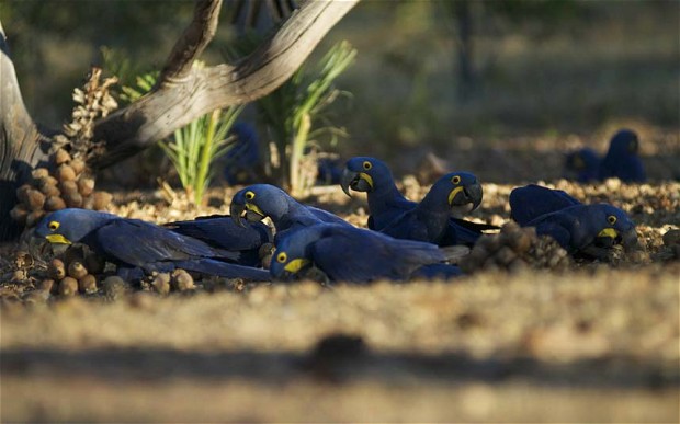  “Nós fomos presenteados por uma apresentação de um dos maiores e mais bonitos pássaros do mundo: a arara jacinto”. Foto: Chris Moss 