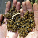 http%3A%2F%2Fwww.ecoportal.net%2Fvar%2Fecoportal_net%2Fstorage%2Fimages%2Ftemas_especiales%2Fbiodiversidad%2Fel_fenomeno_global_de_la_desaparicion_de_las_abejas%2F1974886-1-esl-ES%2FEl_fenomeno_global_de_la_desaparicion_de_las_abejas_large.png