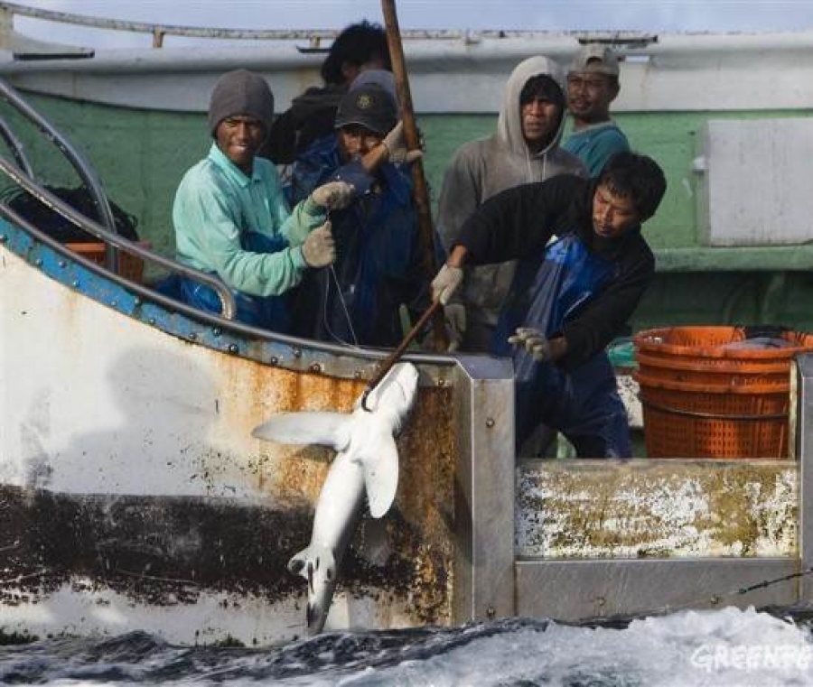 pesca de tubarões e arraias